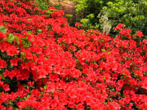 <p>Kwiaty duże o barwie ciemnoczerwonej, średnia siła wzrostu, kwitnie jako jedna z pierwszych azalii.</p>